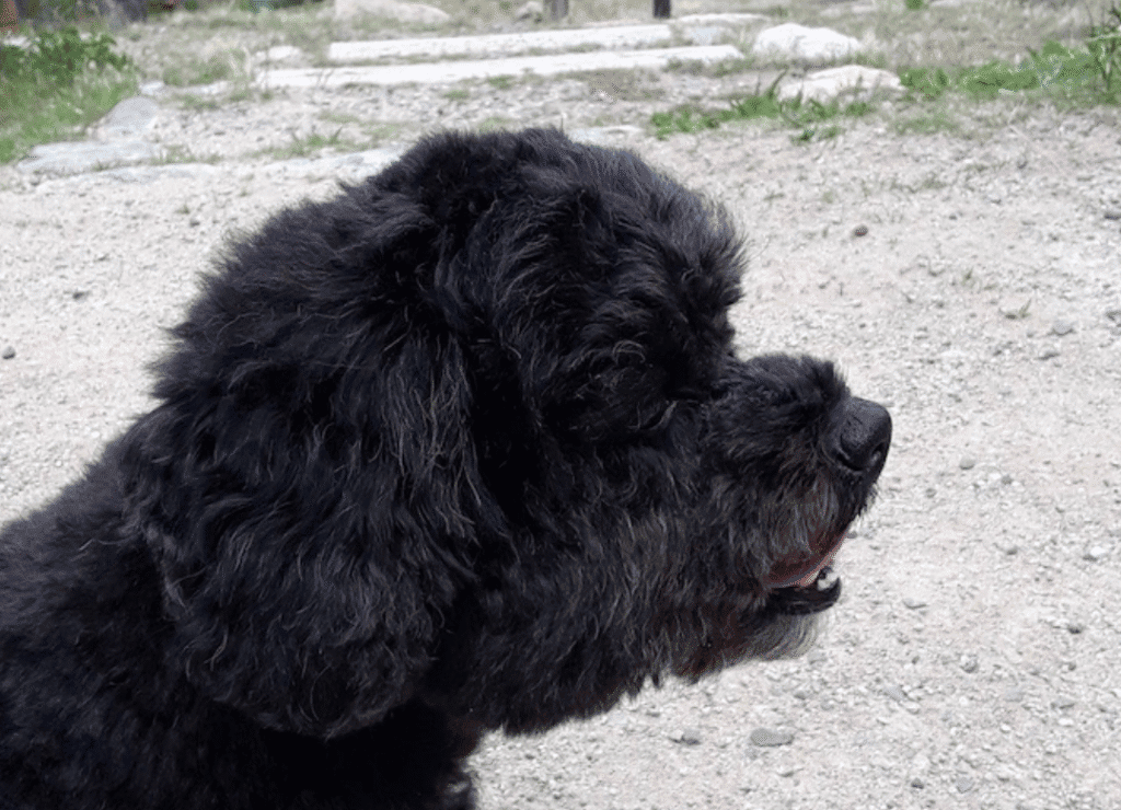 Henry asks why dogs howl