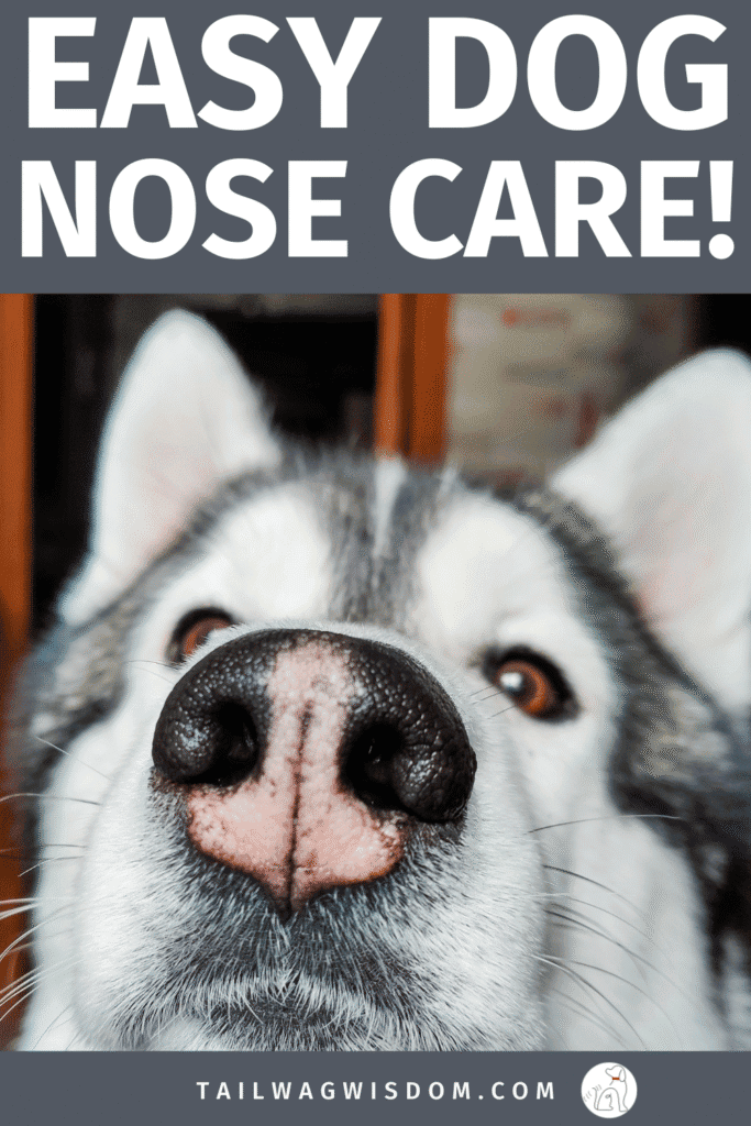 Learn how to protect and heal your pup’s nose with these dog care tips and DIY dog nose balm recipes. Perfect for dog moms and their adventure pups! Find more great dog care tricks at tailwagwisdom.com