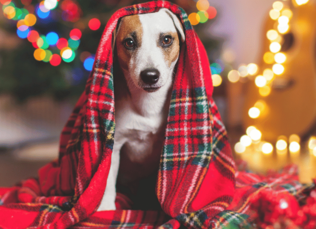 a cute tan and white pup hides until a festive blanket as dog holiday hazards lurk everywhere
