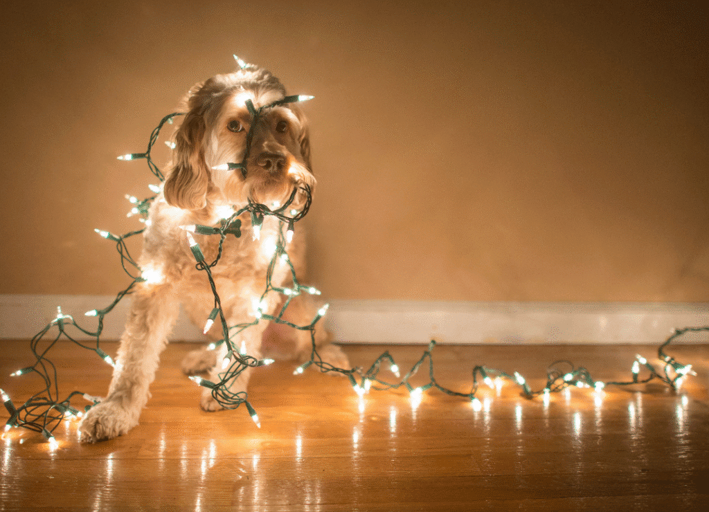 a sad doodle is wrapped in holiday lights as an example of dog holiday hazards to avoid