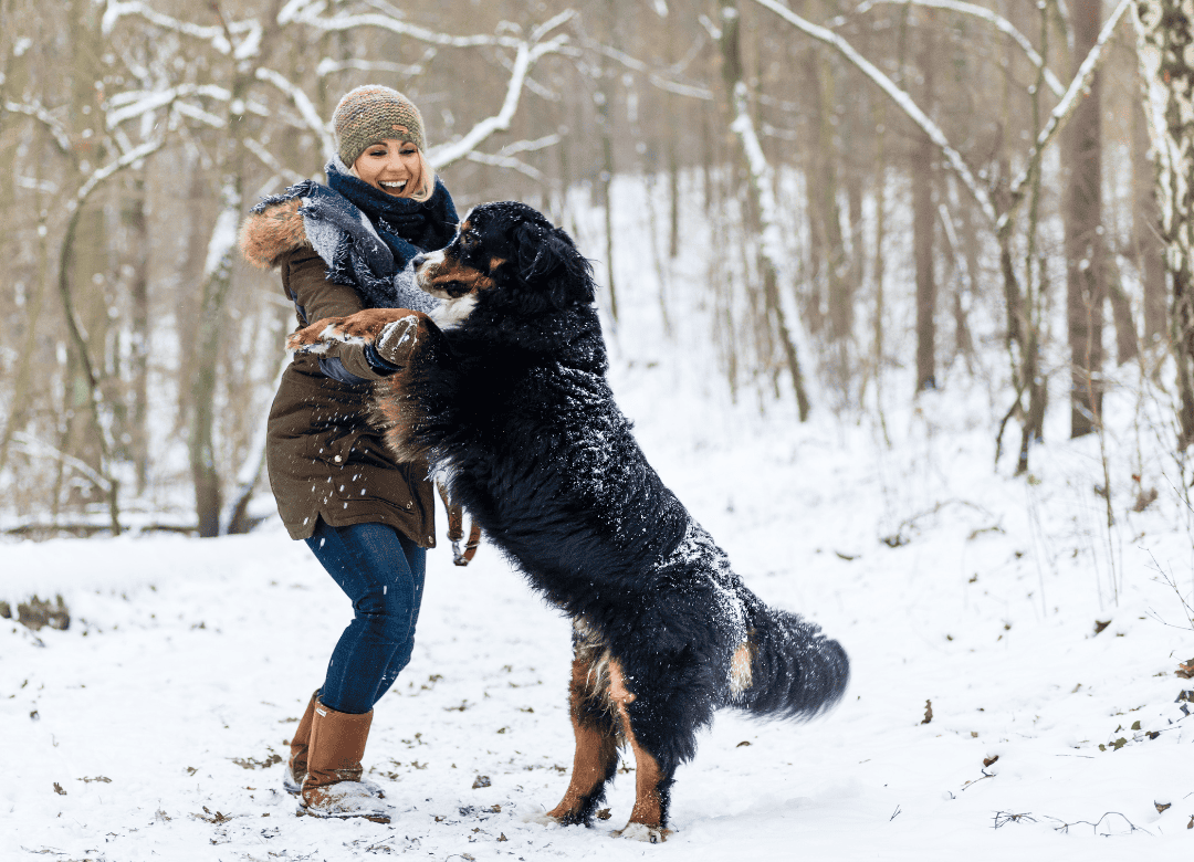 dog lover quotes make snowy dog days even more fun