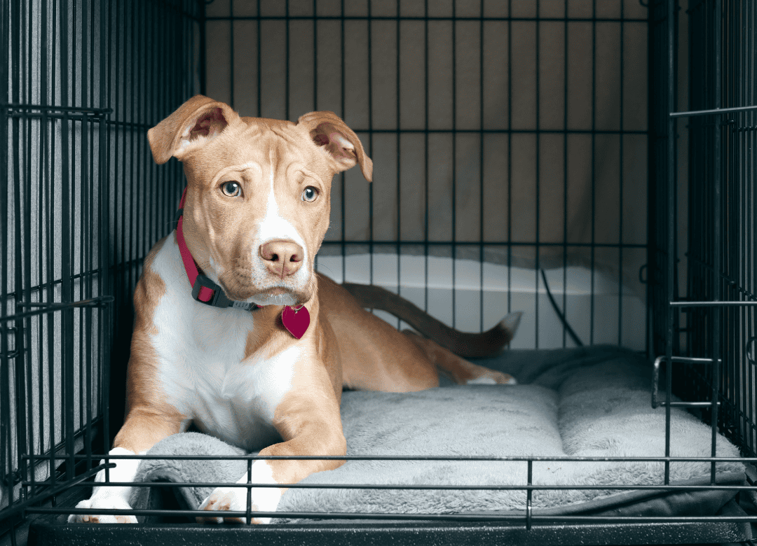 a cute tan and white dog rests and realizes the dog crate benefits