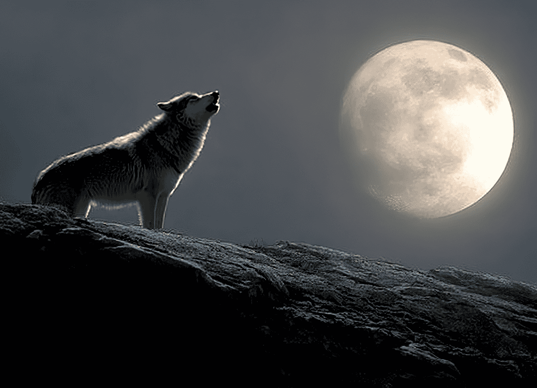 dogs howl to communicate