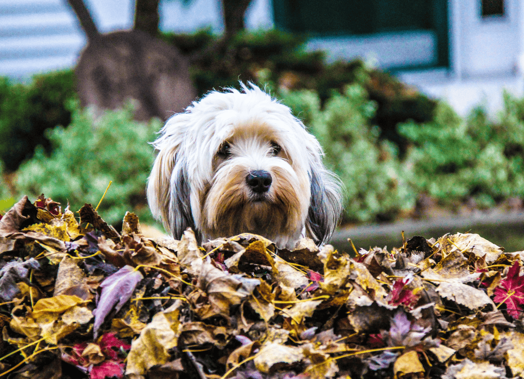 piles of leaves are explored by a little white dog