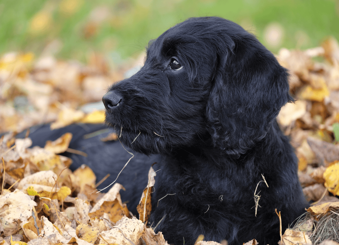 a cute dark coated puppy lies in leaves to bust the black dog myth
