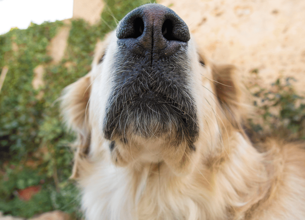 a golden retriever sniffs the air with his black dog nose