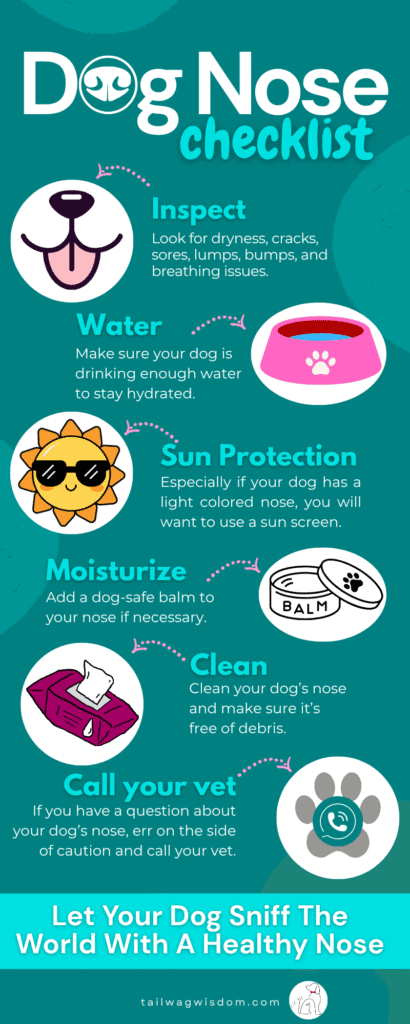 a checklist infographic for a healthy dog nose