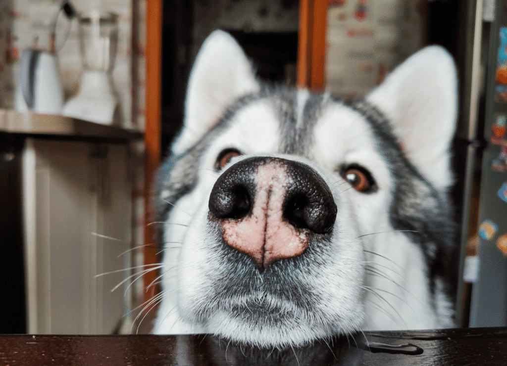 a husky sniffs the air with his pink and black dog nose