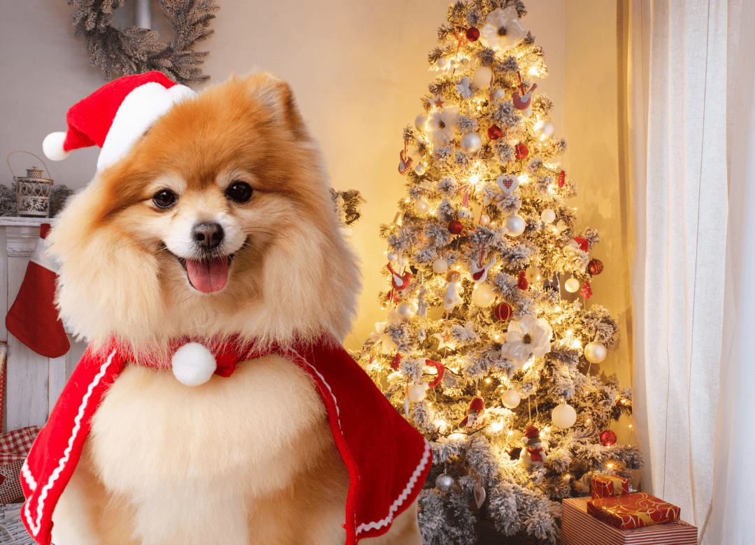 Dog Friendly Holiday Home is enjoyed by a happy pup in a Santa outfit