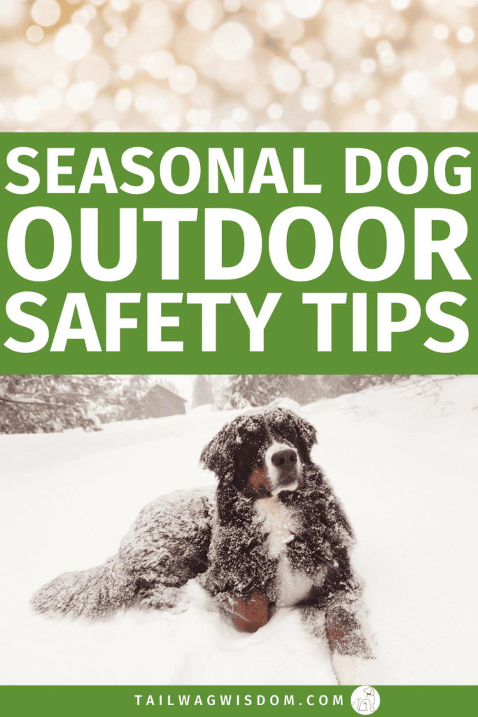 Keep your adventure dog safe this season with simple dog safety tips that protect your dog outdoor space from holiday hazards. Perfect for dog moms and dog lovers looking for Christmas inspiration that keeps pups happy and secure in the backyard dog yard. Find more great dog care tips at tailwagwisdom.com