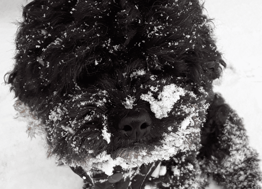 Henry tries to explain with his snowy face why dogs get the snow zoomies