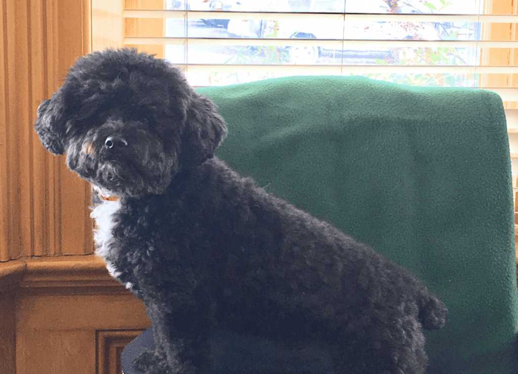 Henry looks to bring in good luck