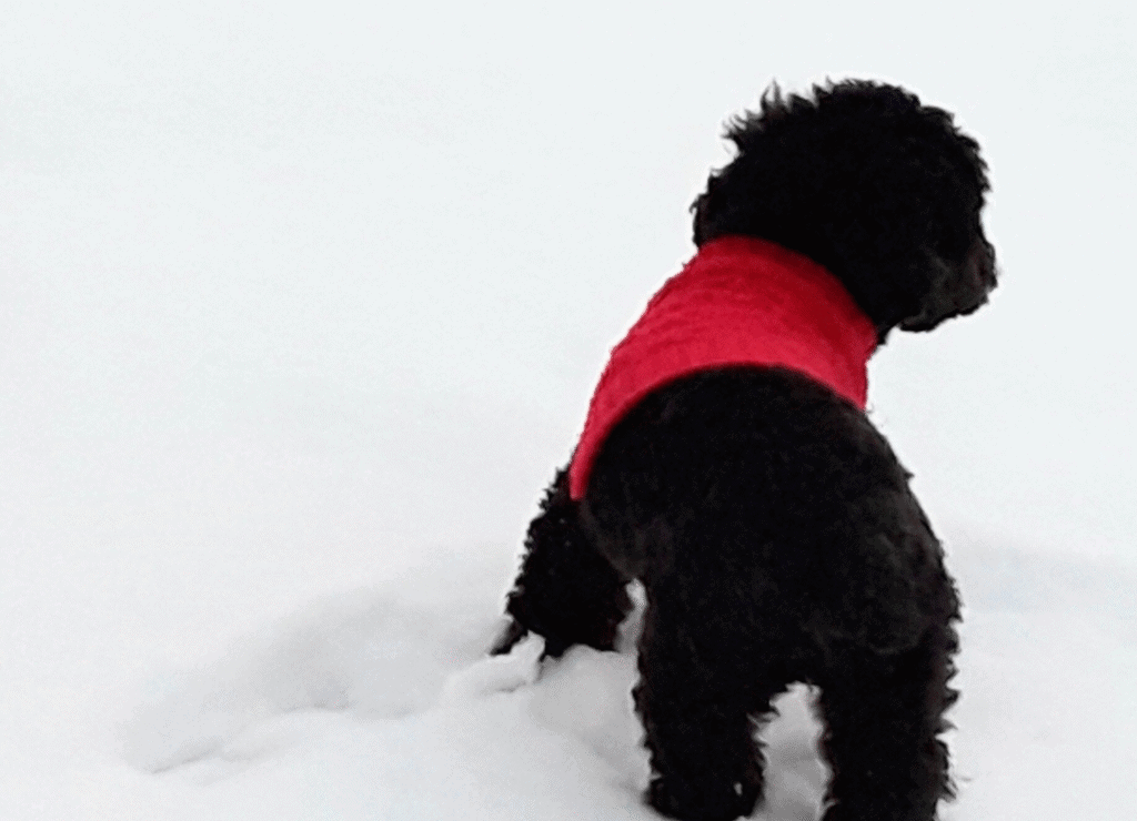 outdoor holiday dog safety means being safe in the snow
