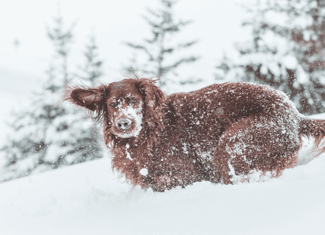 a brown pup demonstrates why dogs get the snow zoomies
