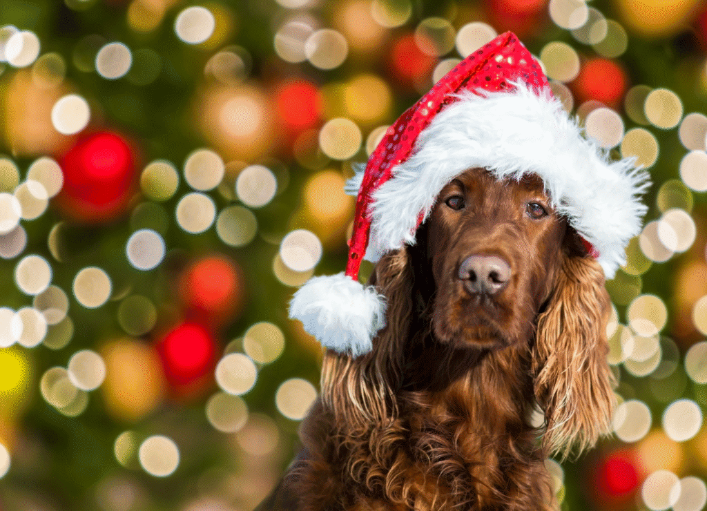 dogs in holiday traditions can include looking at Christmas lights and decorations
