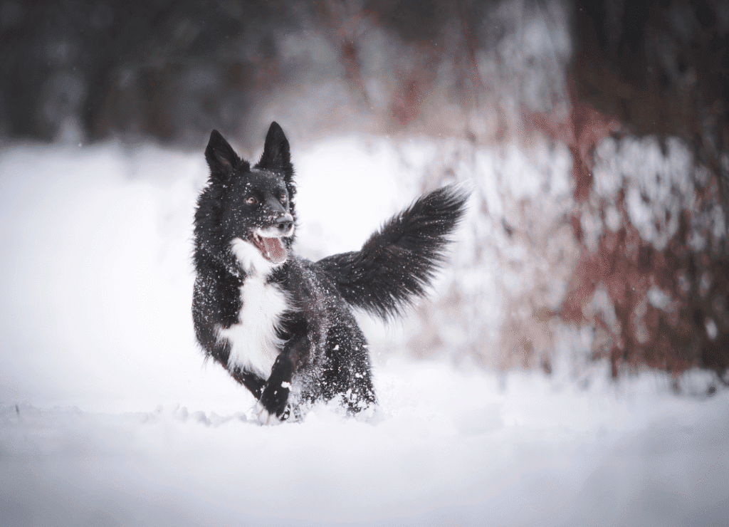 outdoor holiday dog safety includes starting in your own yard
