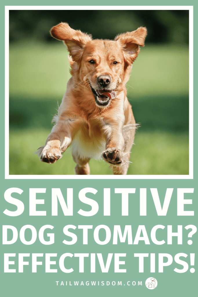 Struggling with dog digestive sensitivity? Learn simple dog care tips, home remedies for dogs, and gut-friendly ideas that help sensitive stomachs feel better fast. Perfect for dog moms and dog lovers. For more great dog care tips check us out at tailwagwisdom.com