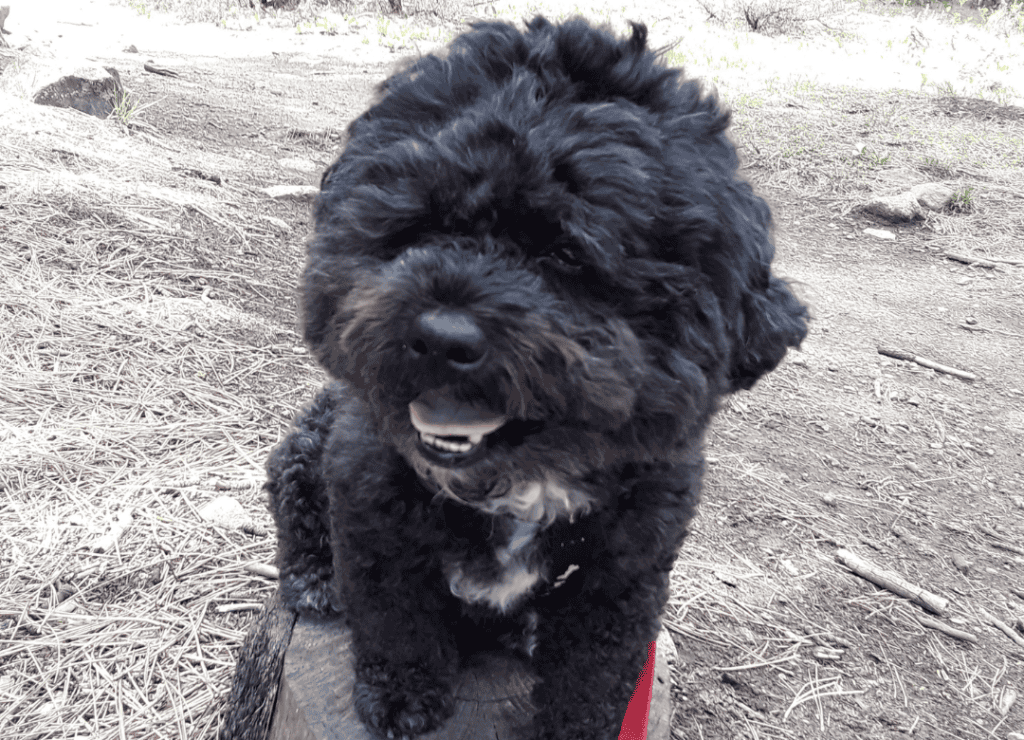 Henry comes from a long line of dogs in history