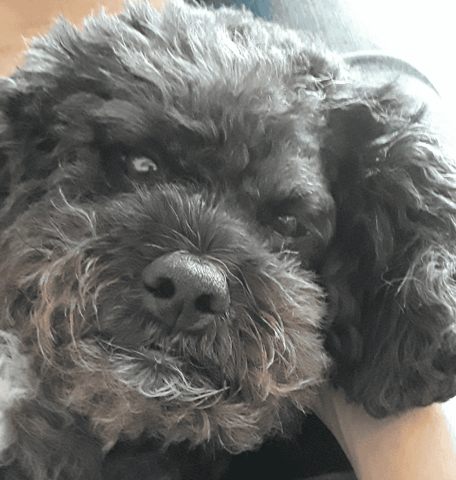 indoor activities for dogs for Henry includes a massage