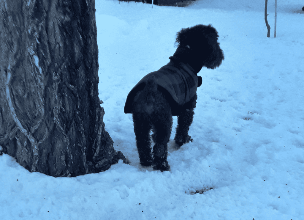 Henry avoids dog daily routine behavior problems by exploring and exercising daily