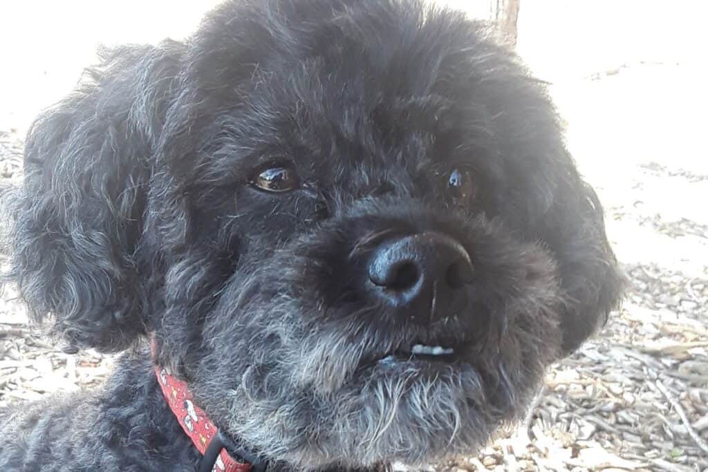 Henry has taught me how to prevent costly dog problems