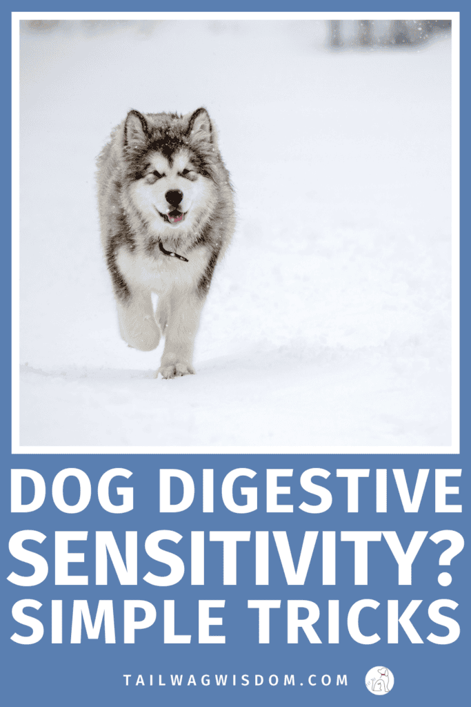 If your pup has a sensitive dog stomach, this guide breaks down dog digestive sensitivity, gentle dog food tips, dog health tips, and easy ways to support better digestion. For more great dog care tips, visit us at tailwagwisdom.com