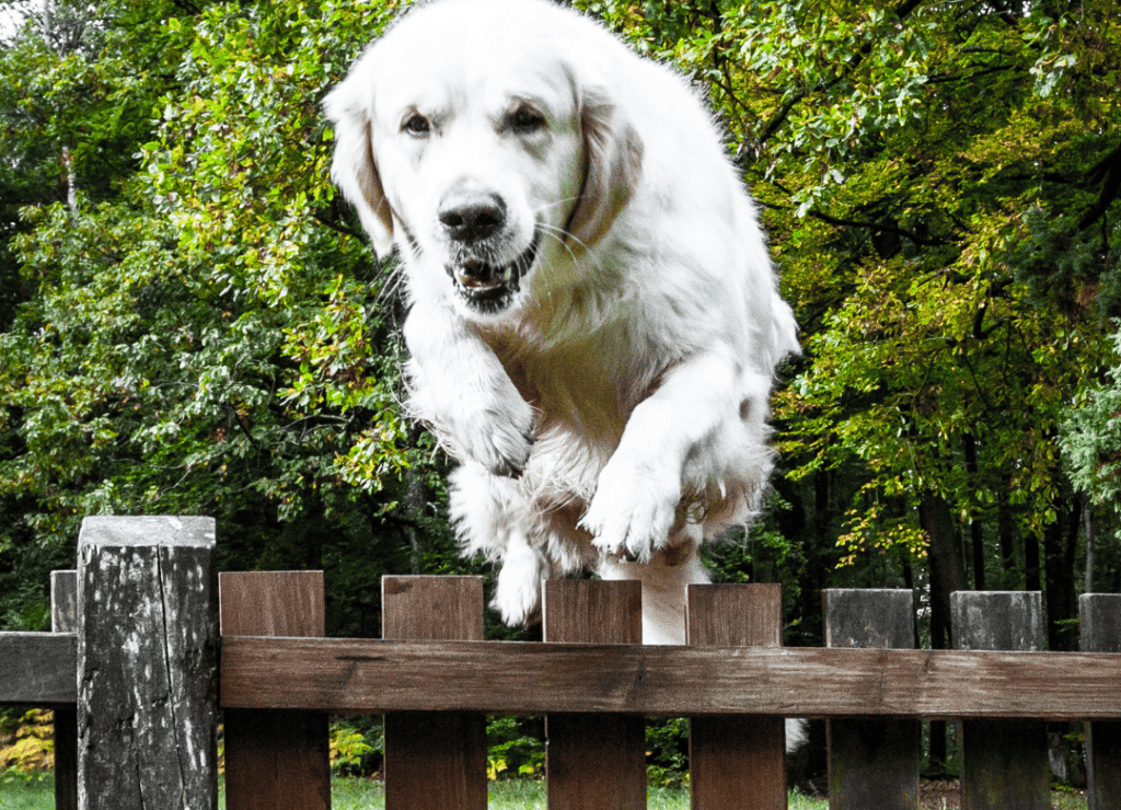 a white dog jumps a fence as an example of dog daily routine behavior problems that happens over time