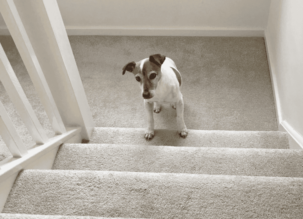 a brown an white pup enjoys indoor activities for dogs on the stairs