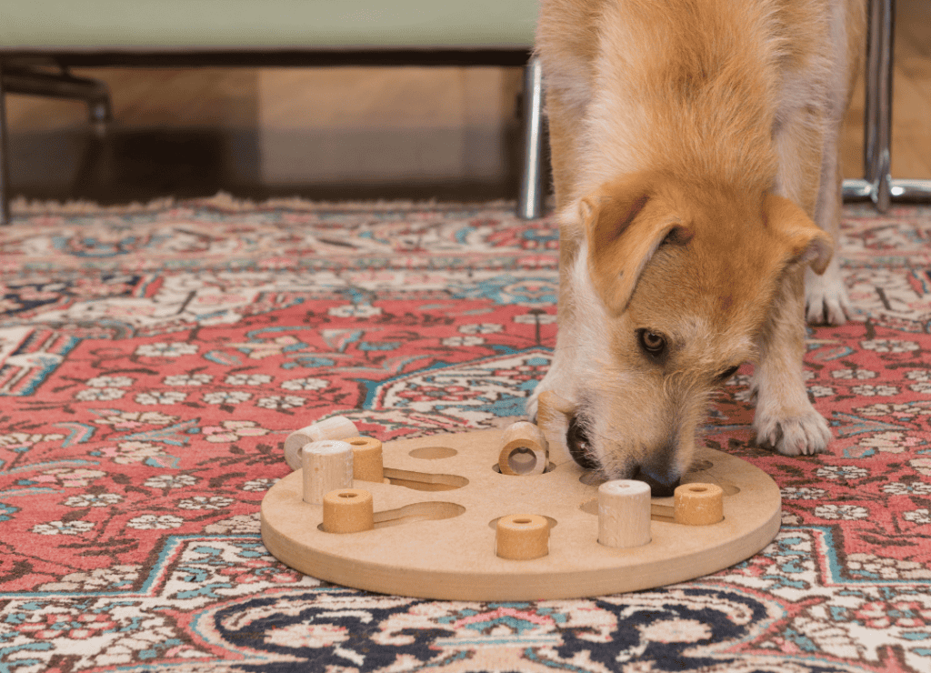 indoor activities for dogs includes puzzles for this yellow dog