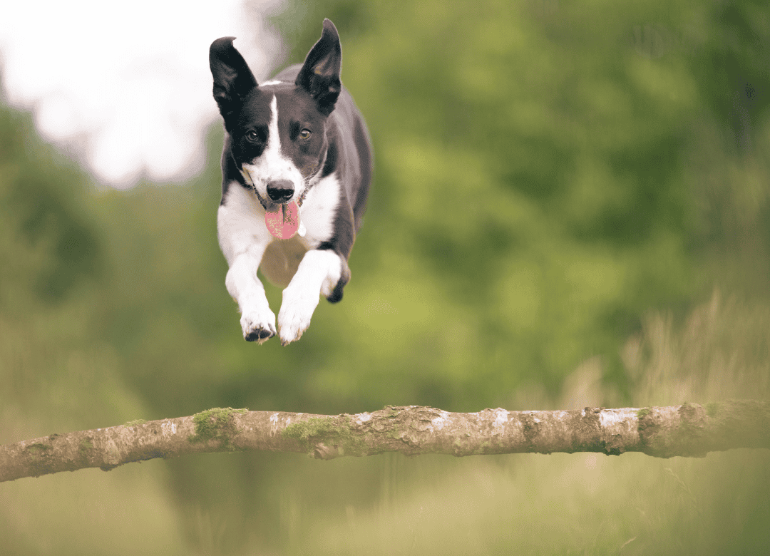 dog digestive sensitivity doesn't stop this black and white dog from running