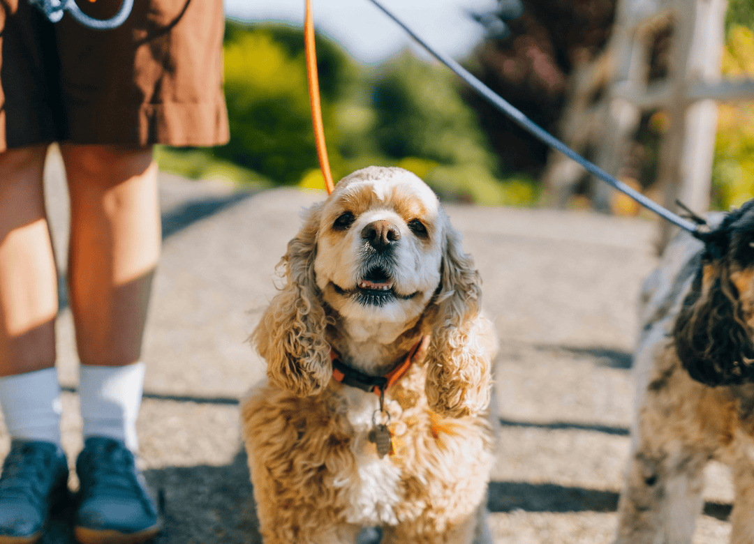 dog daily routine behavior problems start with inconsistent issue like flexible walking schedules
