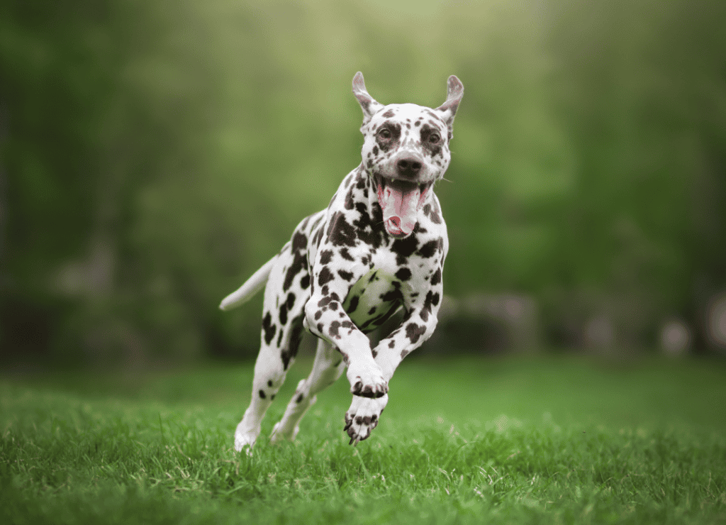 a brown and white smiles and runs and avoids dog daily routine behavior problems that can start when exercise is ignored