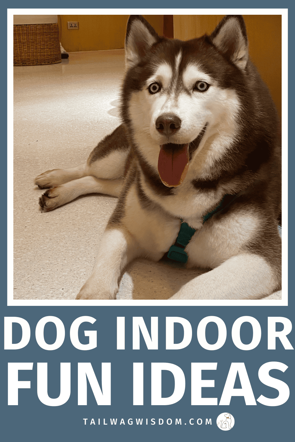 19 Fun Indoor Activities for Dogs