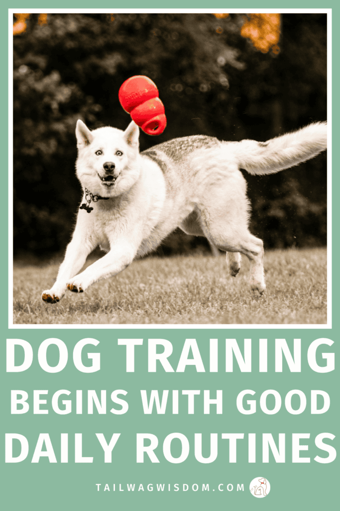 Many dog care tips miss this, your dog life routine affects dog health tips, dog activities, and long-term behavior for dog lovers. Dog daily routine behavior problems can quickly snowball. Get more dog care tips at tailwagwisdom.com