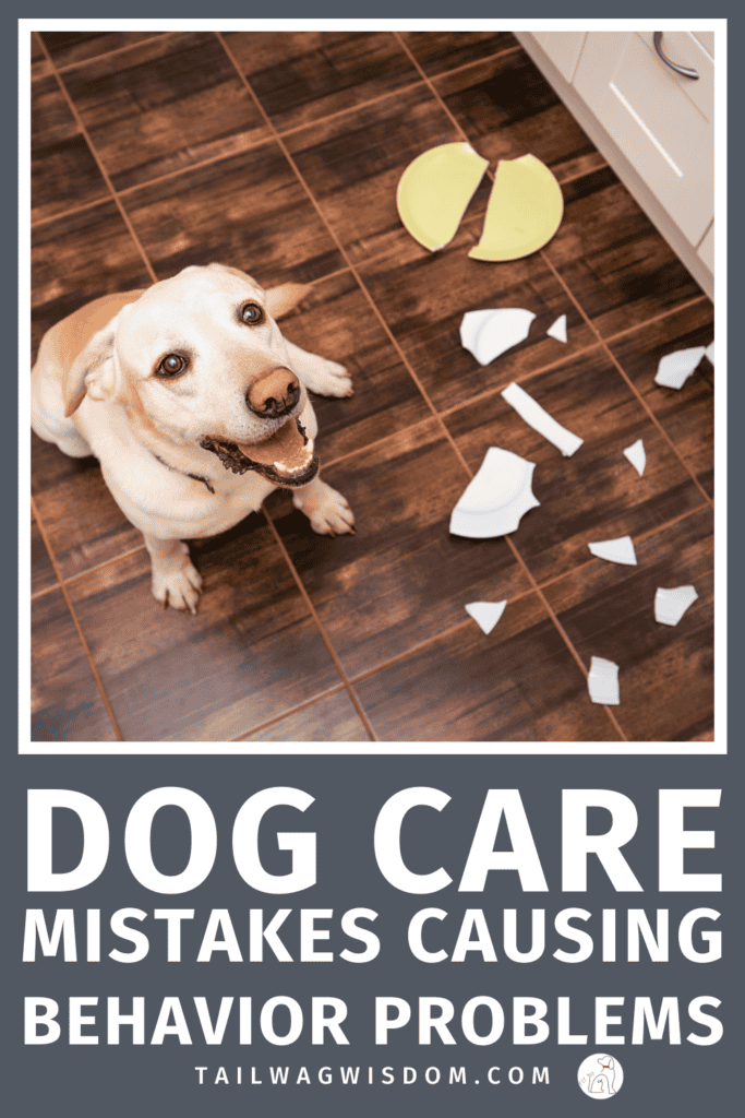 Dog daily routines can trigger dog boredom, reduce dog enrichment, and lead to behavior issues without enough dog exercise or structure.