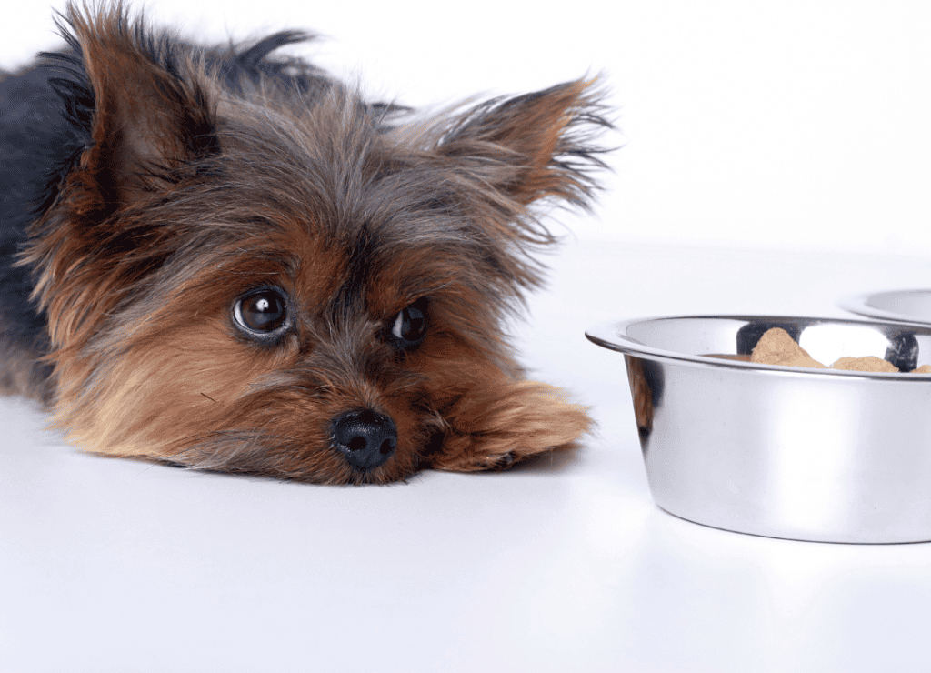 a yorkie mix with dog digestive sensitivity problems eyes his food bowl