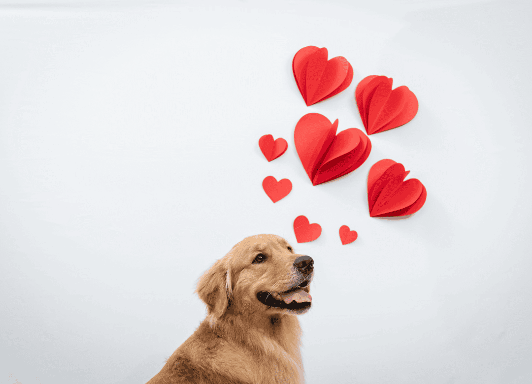 Valentine’s Day Traditions Involving Dogs is enjoyed by a happy Golden Retriever