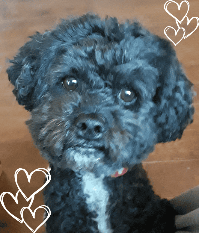 Valentine's Day Traditions Involving Dogs for Henry means cuddles and cookies