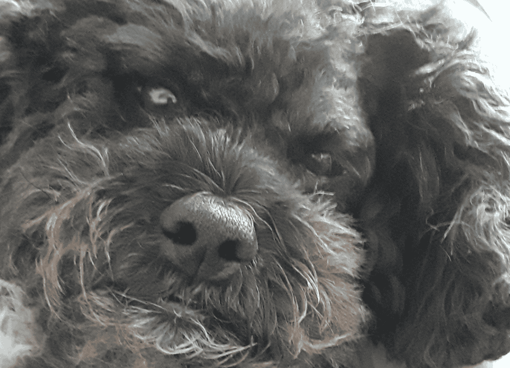 Henry looks lovingly at me as proof that dogs really feel love