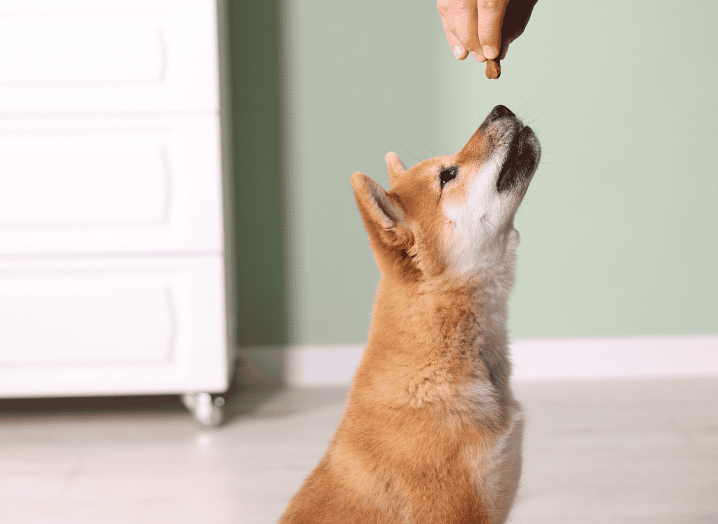 Magazine - ANIMAL MATTERS