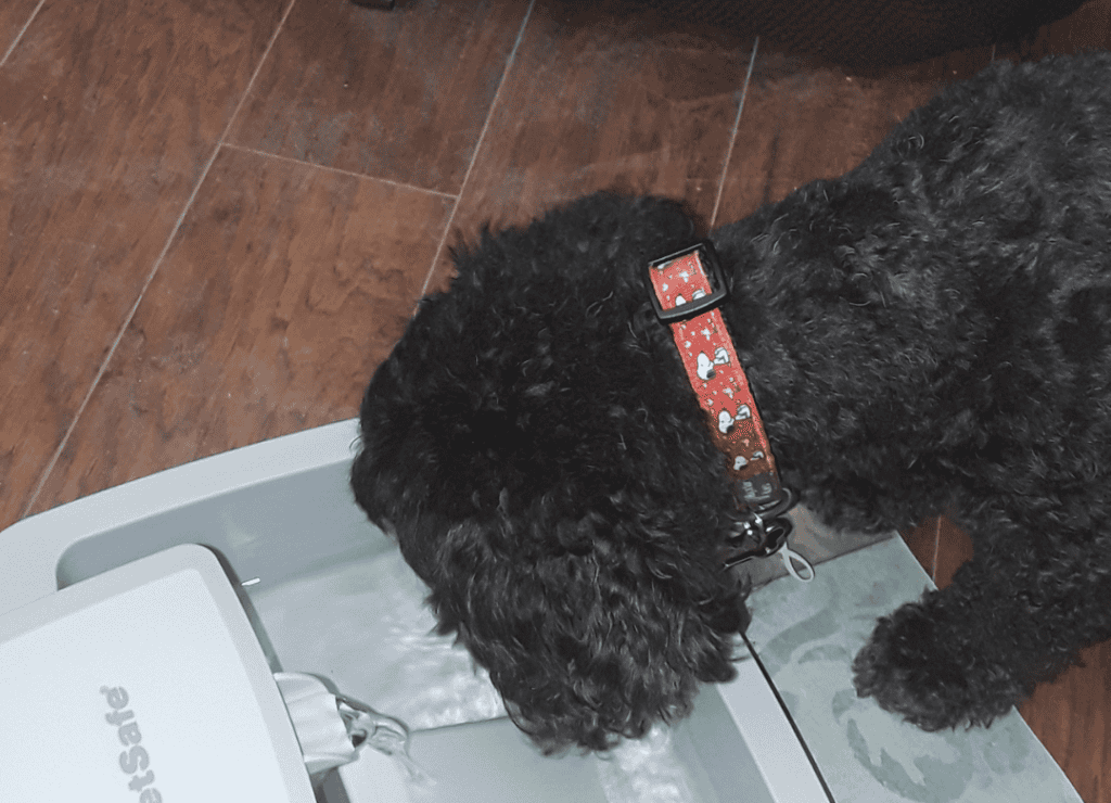 Henry stays healthy by drinking water from his water fountain but he needs to pee more