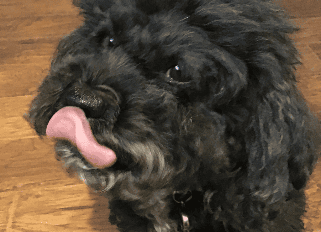 I break Henry's dog paw licking with his lick mat