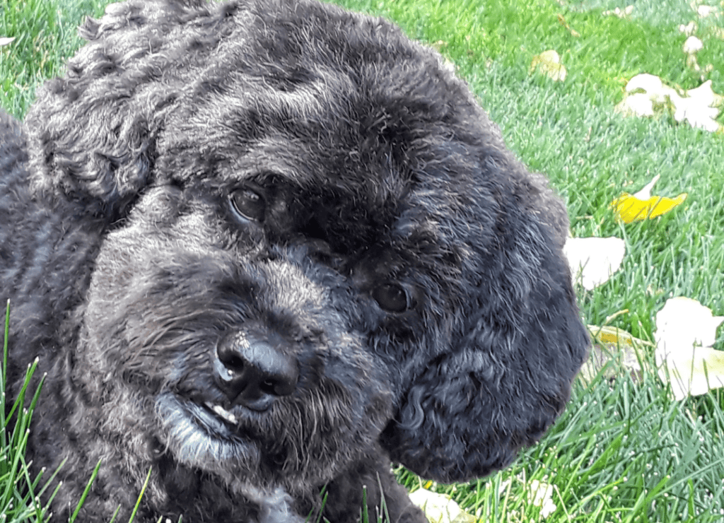 Henry twists his head as I wonder why dogs tilt their heads