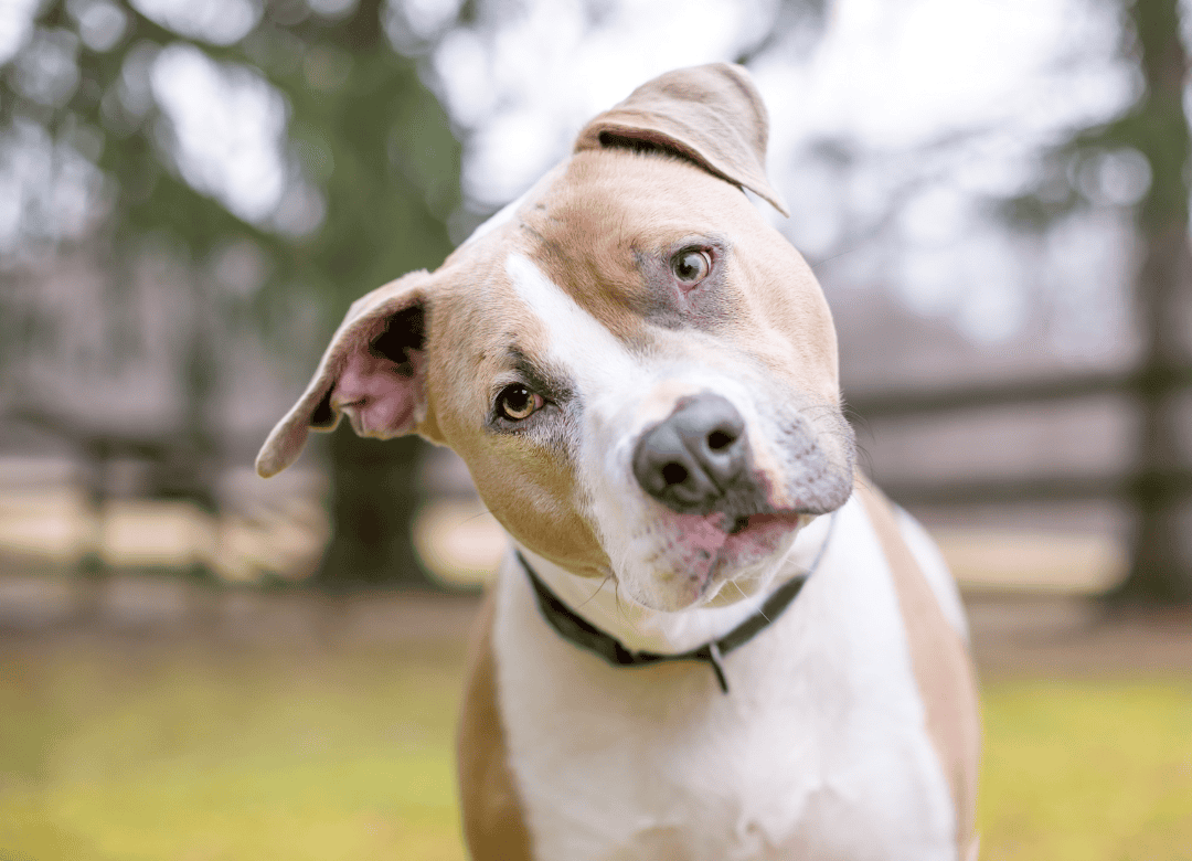 This brown and white looks perplexed as his owner looks at him and asks why dogs tilt their heads when they're talked to a certain way.
