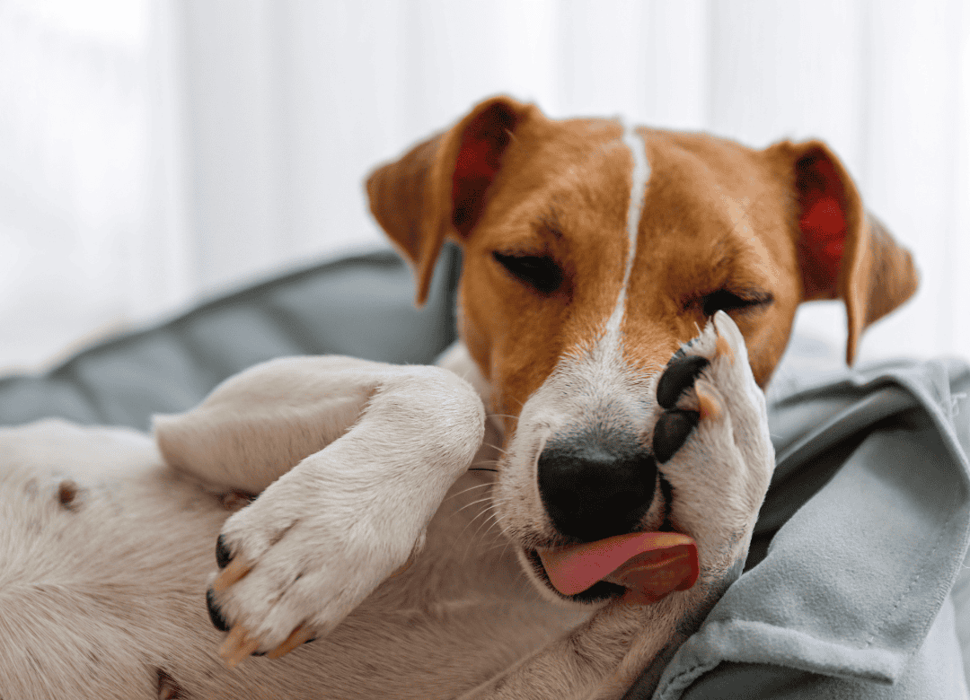 dog paw licking is excessive for this pup