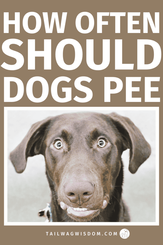 How long can dogs hold their pee before it turns into a health issue? Learn smart dog care tips, prevent costly vet visits, and protect your pup’s pet health with simple daily routines every dog mom should know. For more great dog care tips visit tailwagwisdom.com