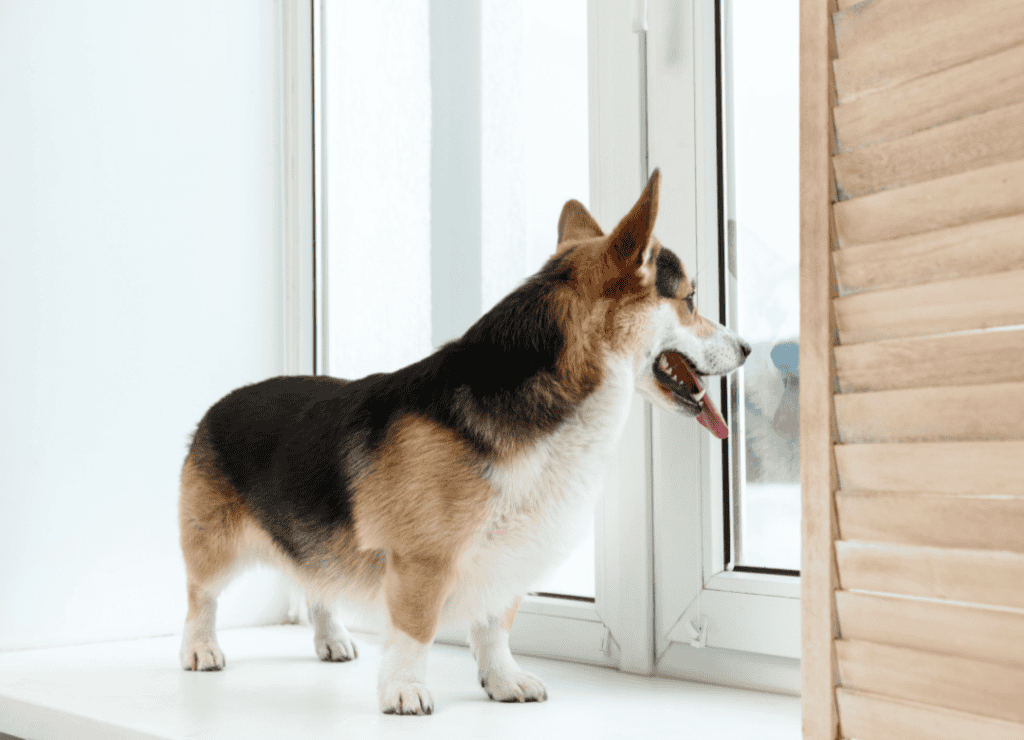 a corgi stands by the door as his mom wonders how long dogs can hold their pee