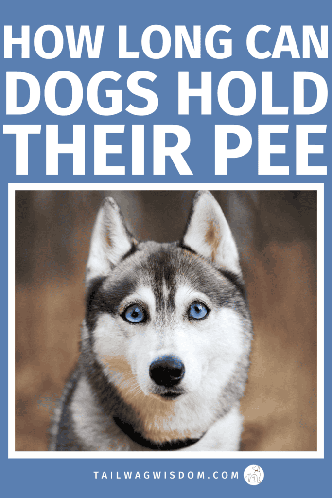 Wondering about safe bathroom timing for your pup? This guide explains how long can dogs hold their pee, shares practical dog health tips, supports better dog life, and helps dog lovers avoid expensive mistakes. For more great dog care tips visit tailwagwisdom.com