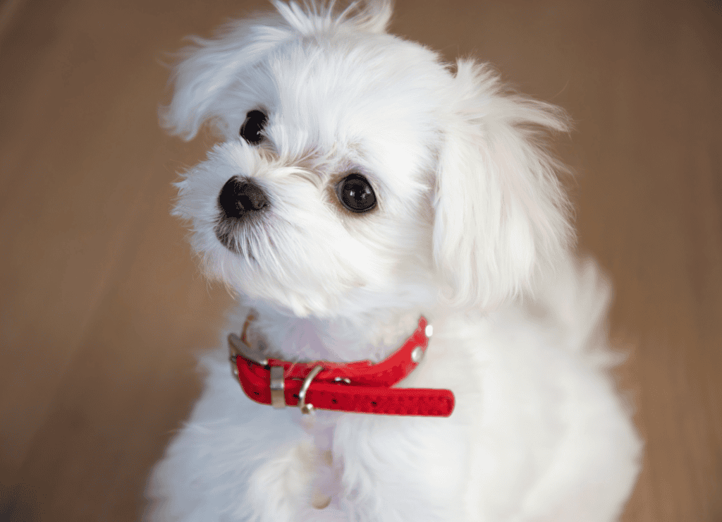 a white puppy looks up and wonders how long can dogs hold their pee