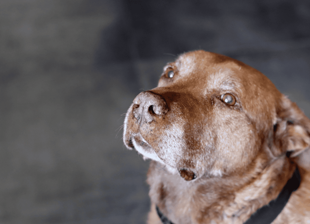 a senior dog looks up as a sign it's time to go pee